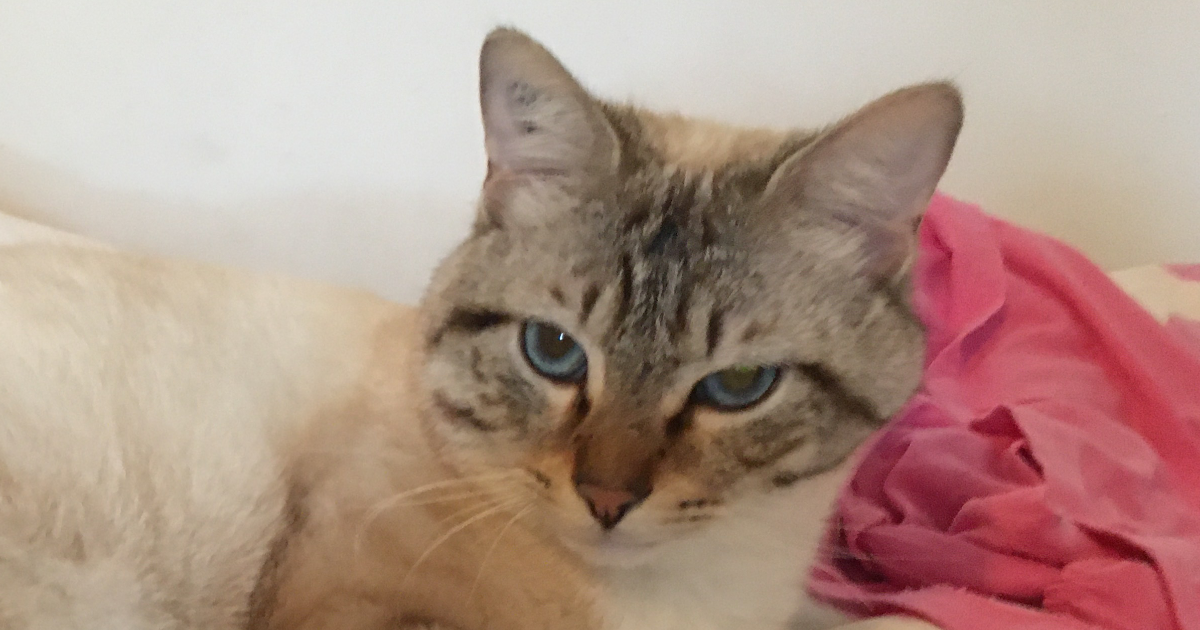 Pensées de Chat