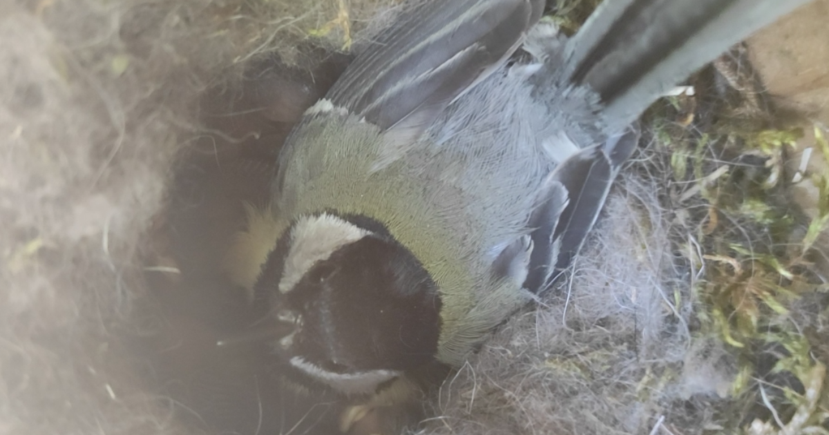 Le Cinciallegre e il conflitto sessuale