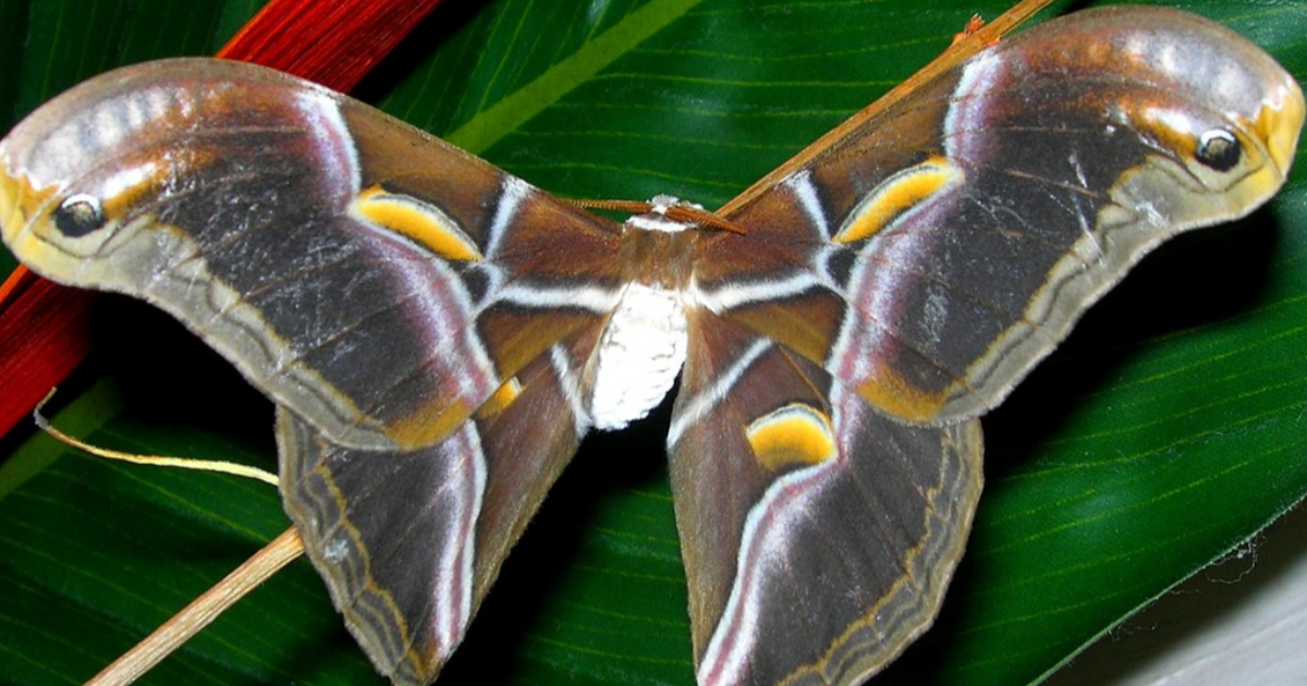 Bombyx