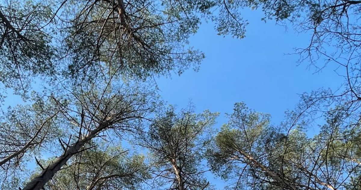 Il n'y a rien de plus beau que toi