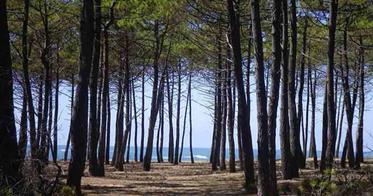 "Cybèle" la forêt girondine