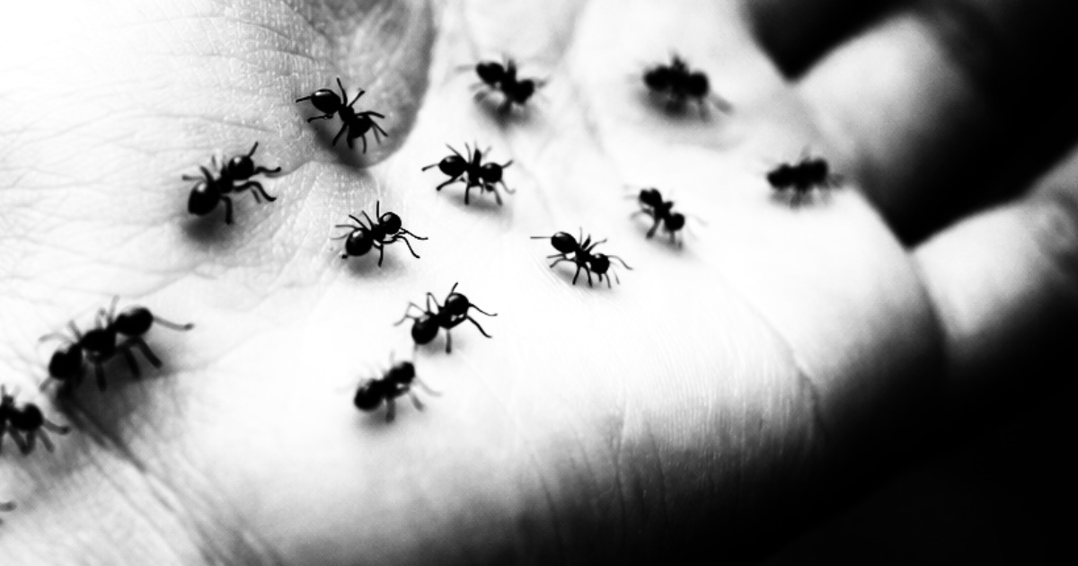 Episode 1 : Les fourmis