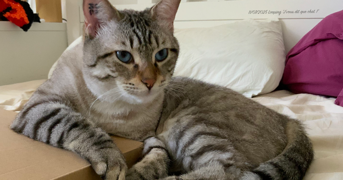 Looping - 11/07/2025