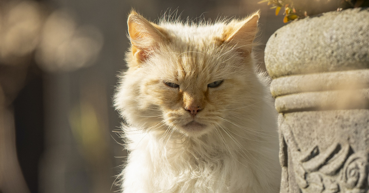 Chapitre 4/10 - Petite tête