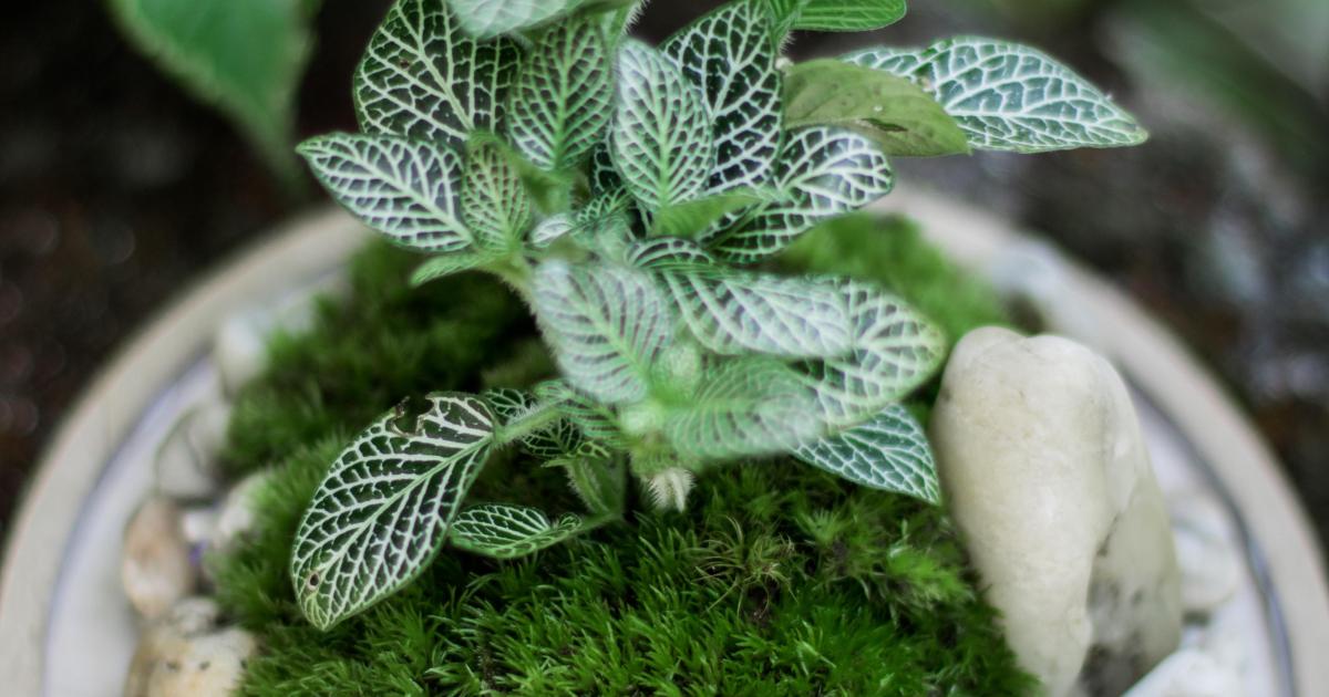 Terrarium - part 2