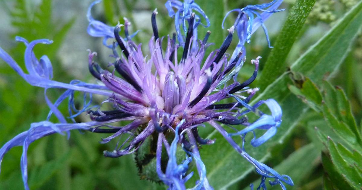 Flore de Bonneval-Sur-Arc et de ses alentours