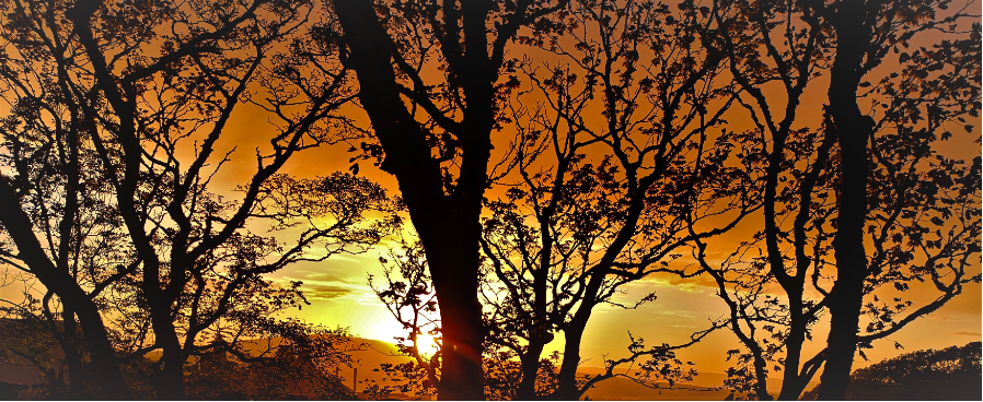 Le chant de l’arbre amazonien