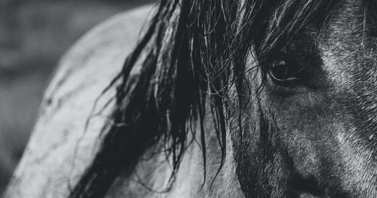 Ecurie Kevyn Thonnerieux : Résultats partants vendredi à Toulouse