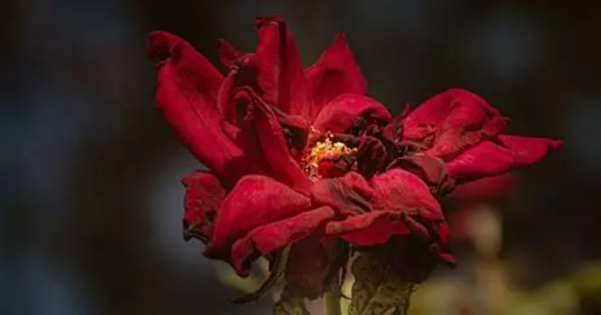 Folle fleur fanée