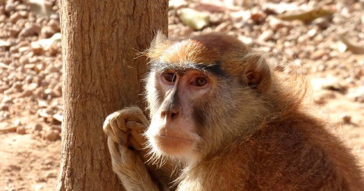 Balade Coronavirussienne - Ca va aller Patron