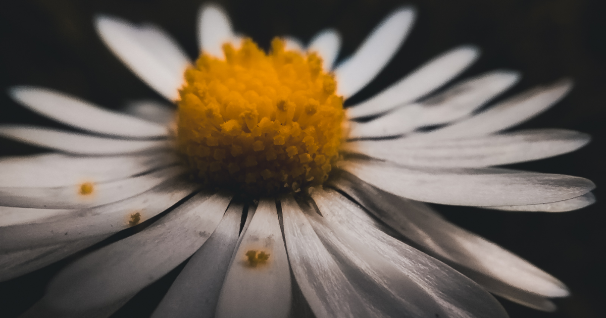 Marguerite