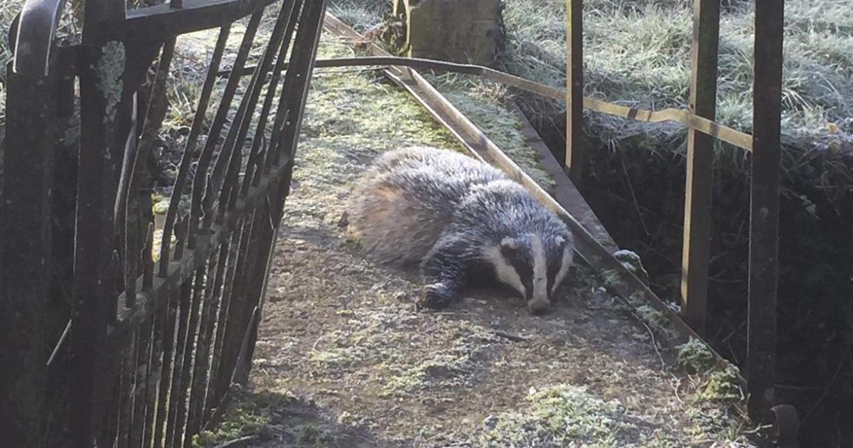 Blaireau du matin et soupe du soir