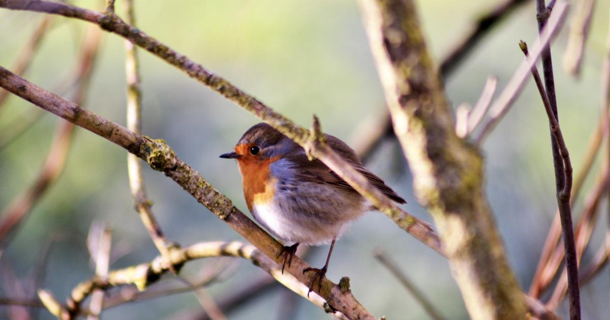 Parole de rouge-gorge