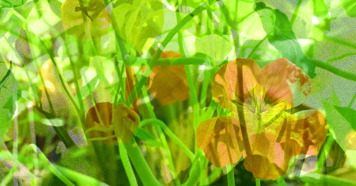 Les amours d’un été