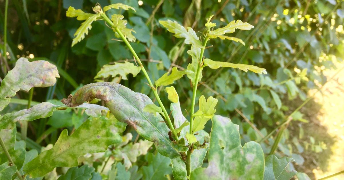 Le jardin du 13 Juillet