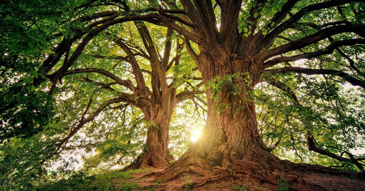 Au pied de mon arbre