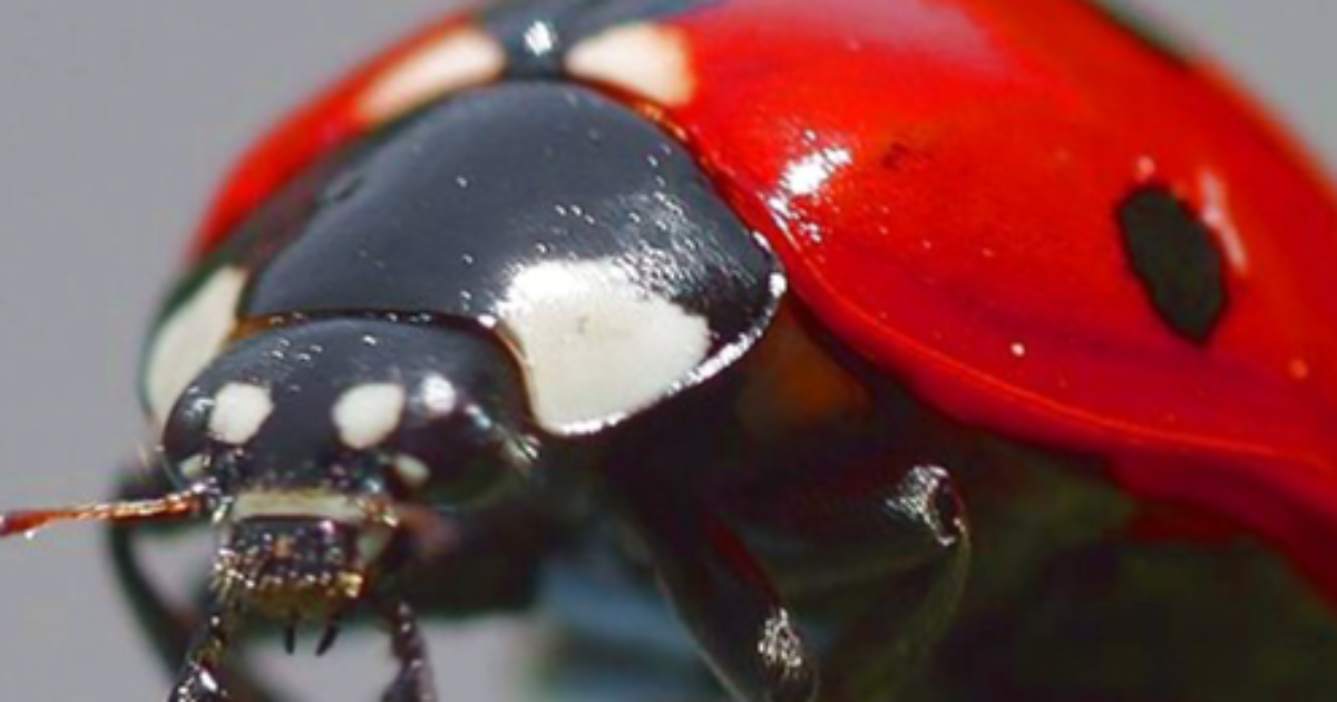 Coccinelle Demoiselle