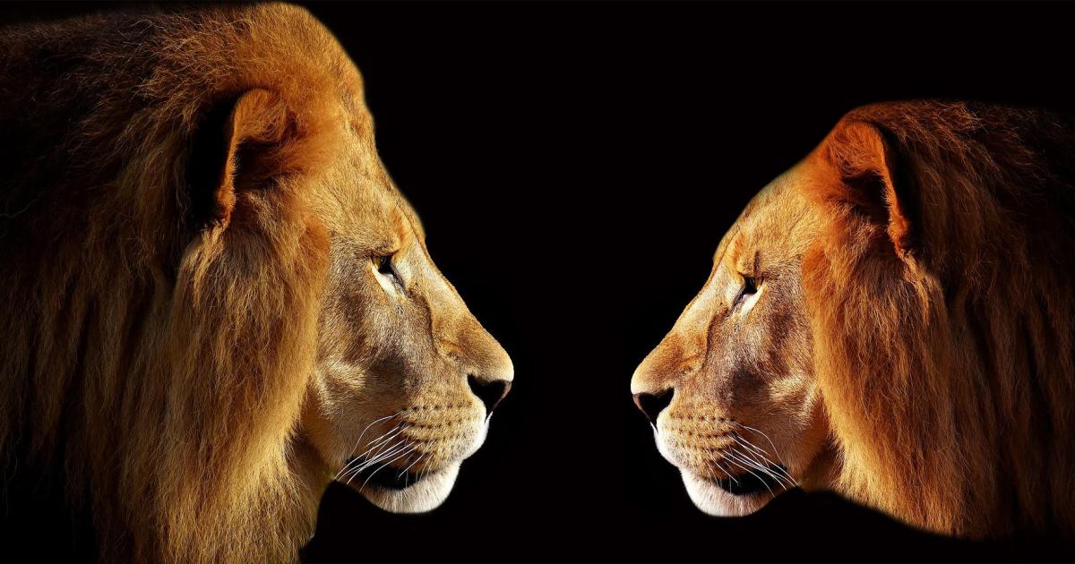 Episode 69 : Le lion est mort