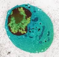 SMASH PATRIARCHY ? SMASH COVIDISM AND CORRUPTION.