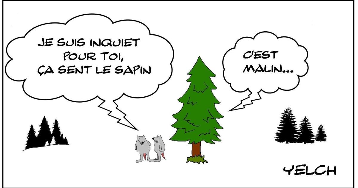 Le rat , le sapin et son odeur