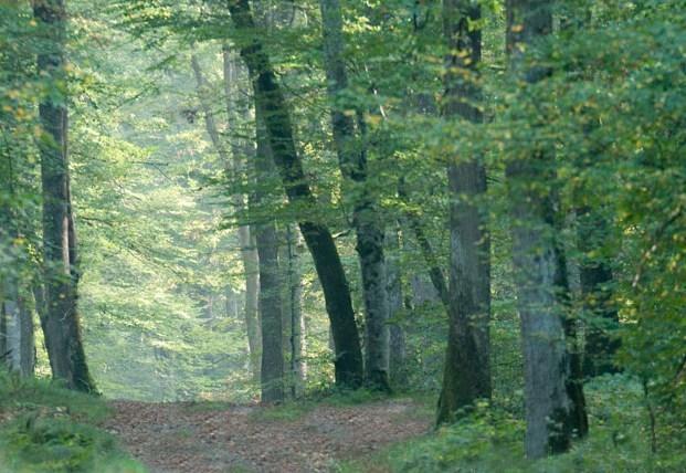 L'appel de la forêt