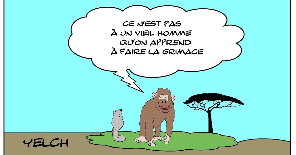 Singe qui fait la grimace
