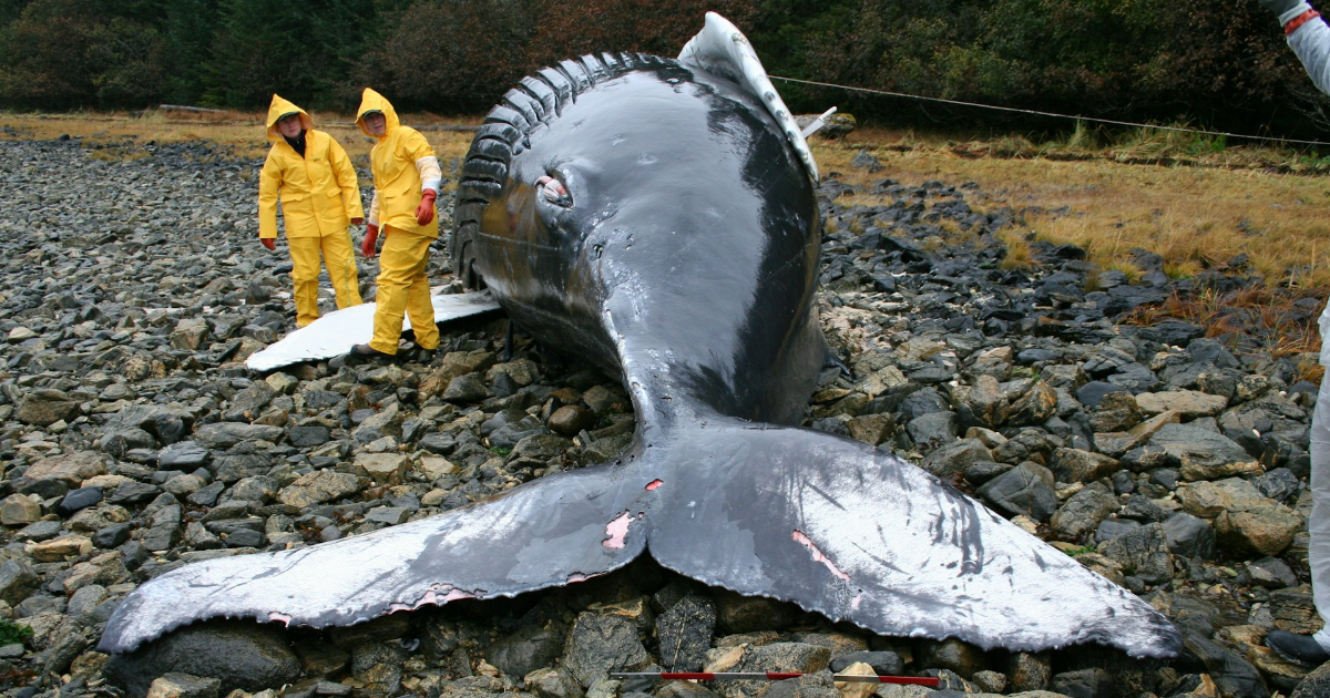 LinkTober2025 : déchiqueté