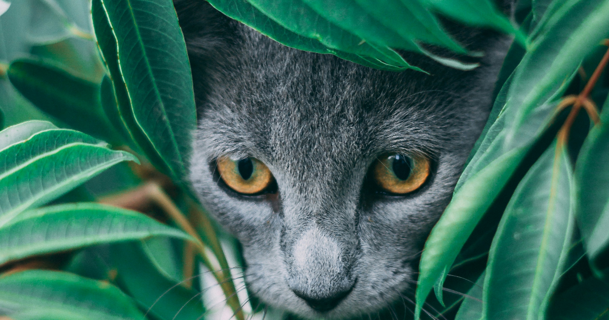 À la chasse