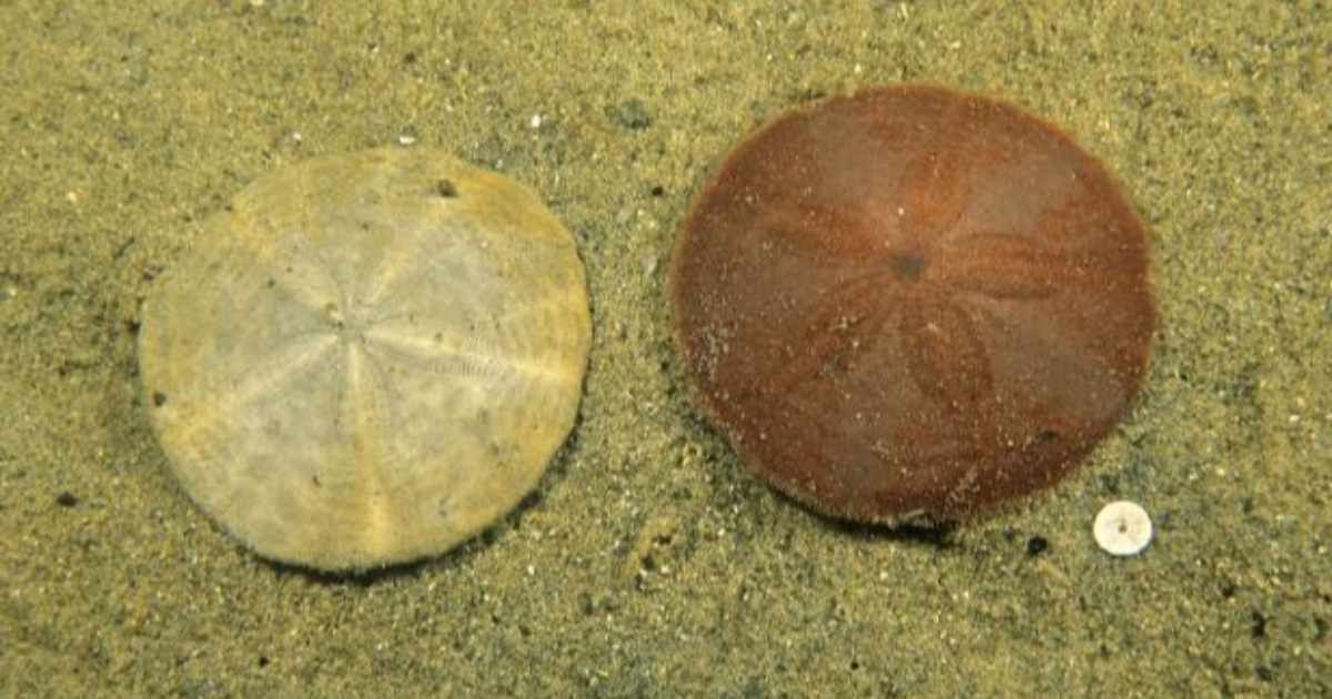 7 - Etoile-de-mer : (challenge #LinkTober2025)