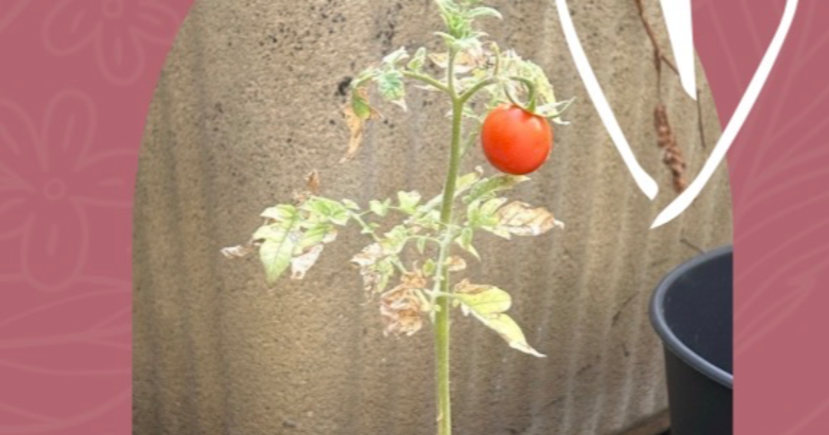 Tomate du jour 🍅