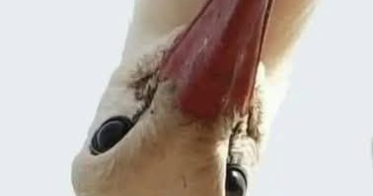 LA GEMME ET LE SOUFFLE