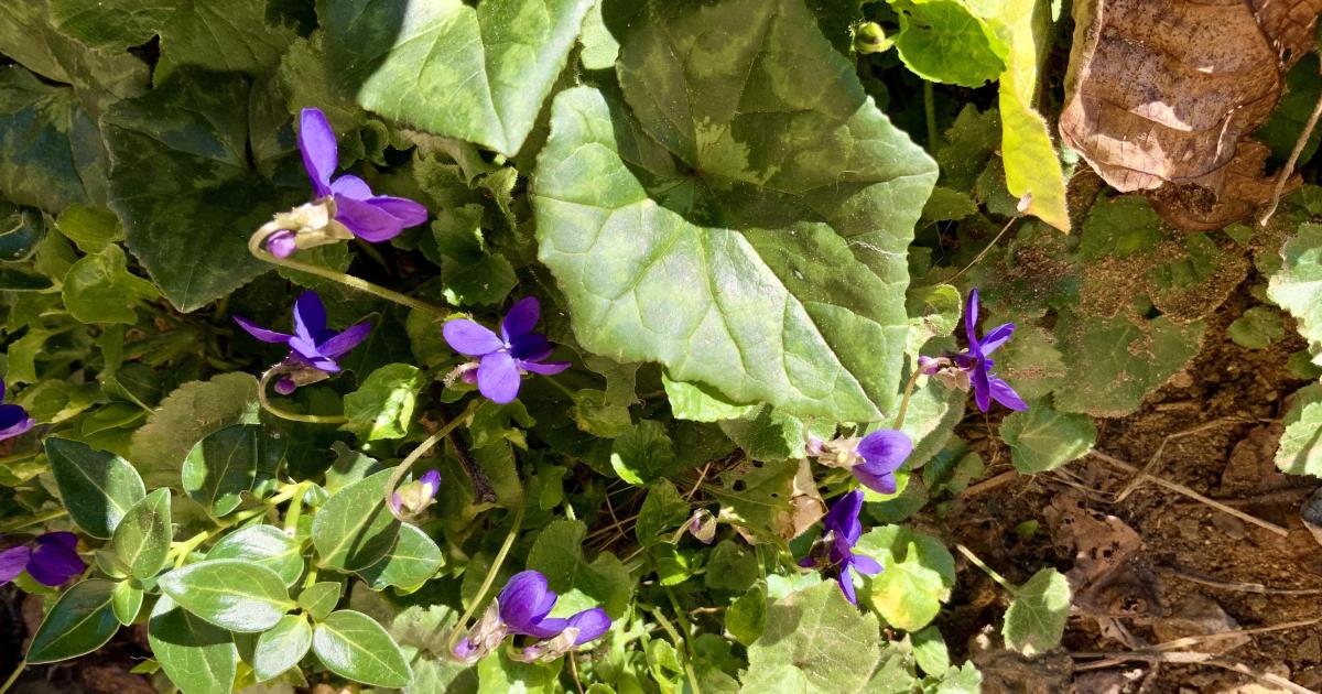 Votre bouquet du Dimanche 27 Février