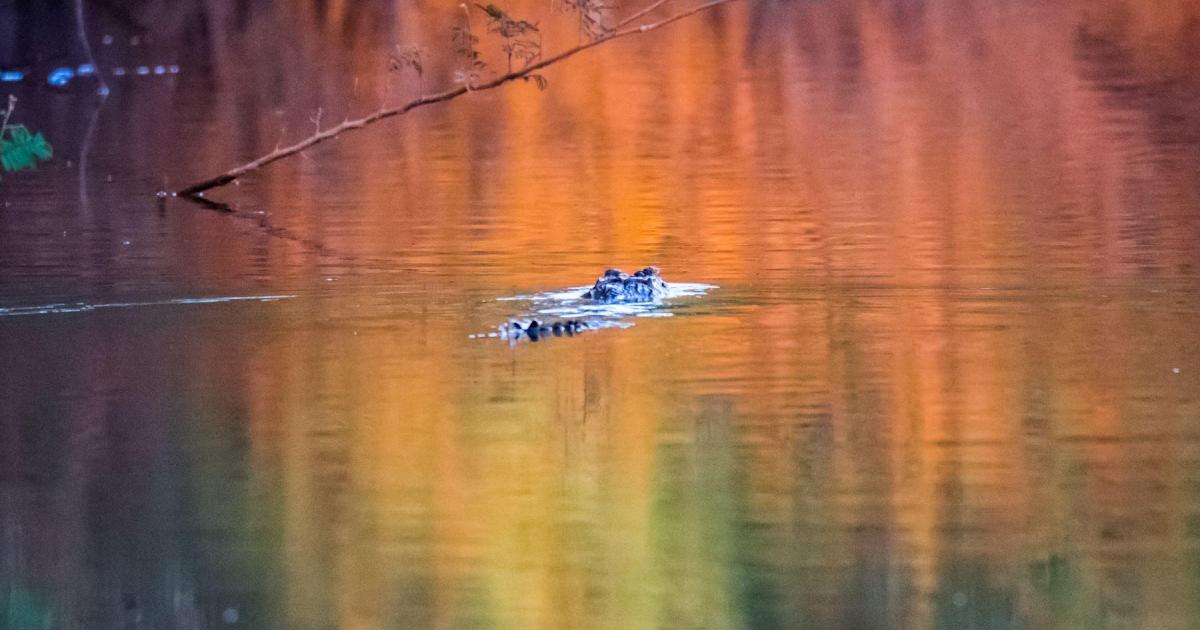 J'aime regarder les filles