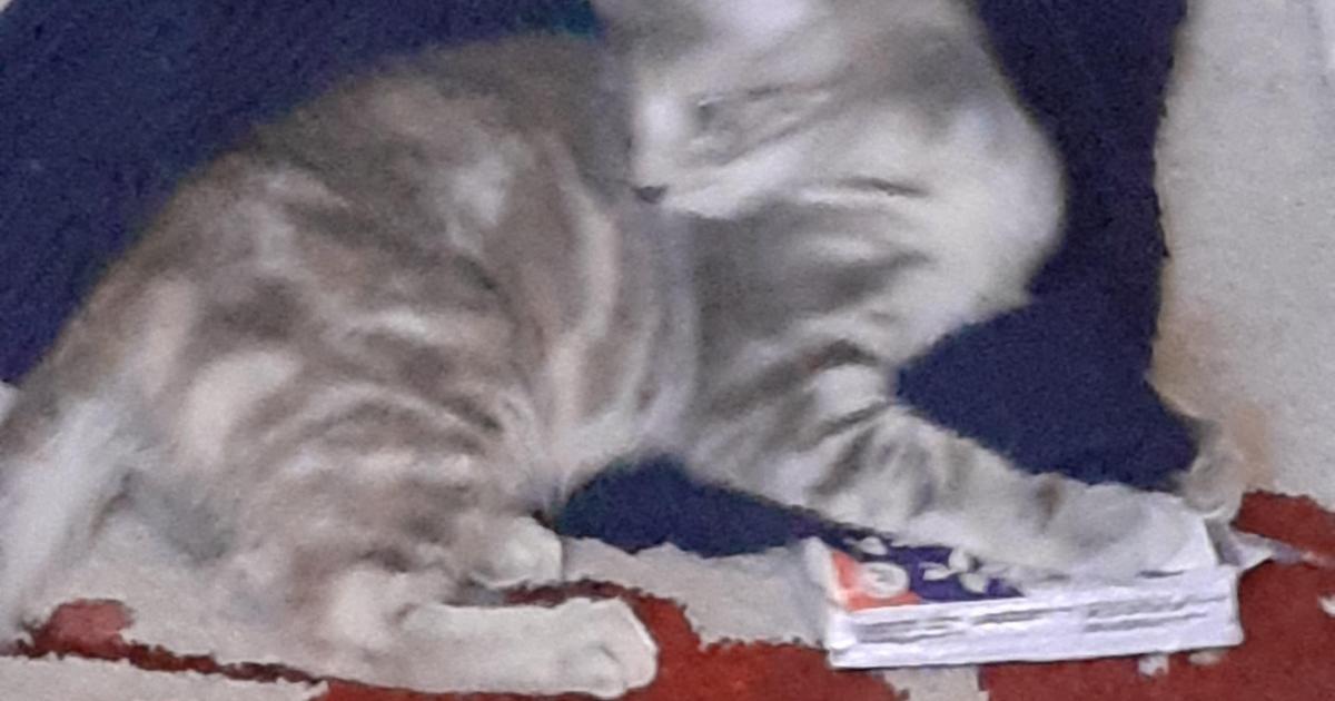 Le q-K : (Re- ?) Construire l’intime en sexe-posant ?