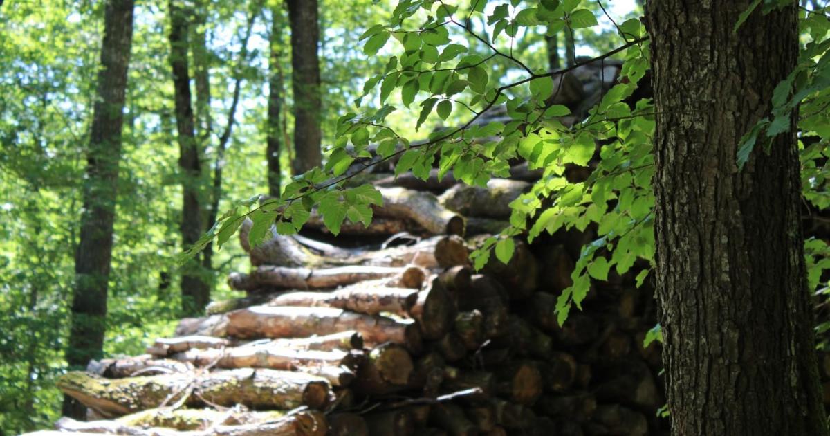 Et vous, aimez-vous pique-niquer?