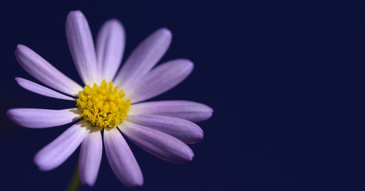 Marguerite