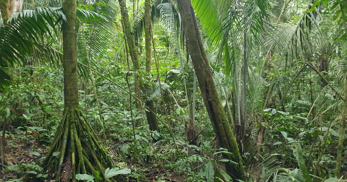 Vivre en forêt amazonienne