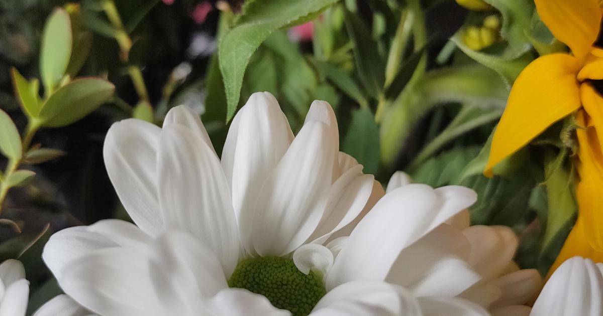 Le temps des bourgeons