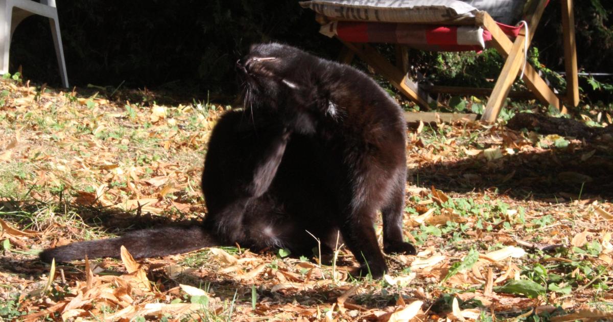 Le flair des félins