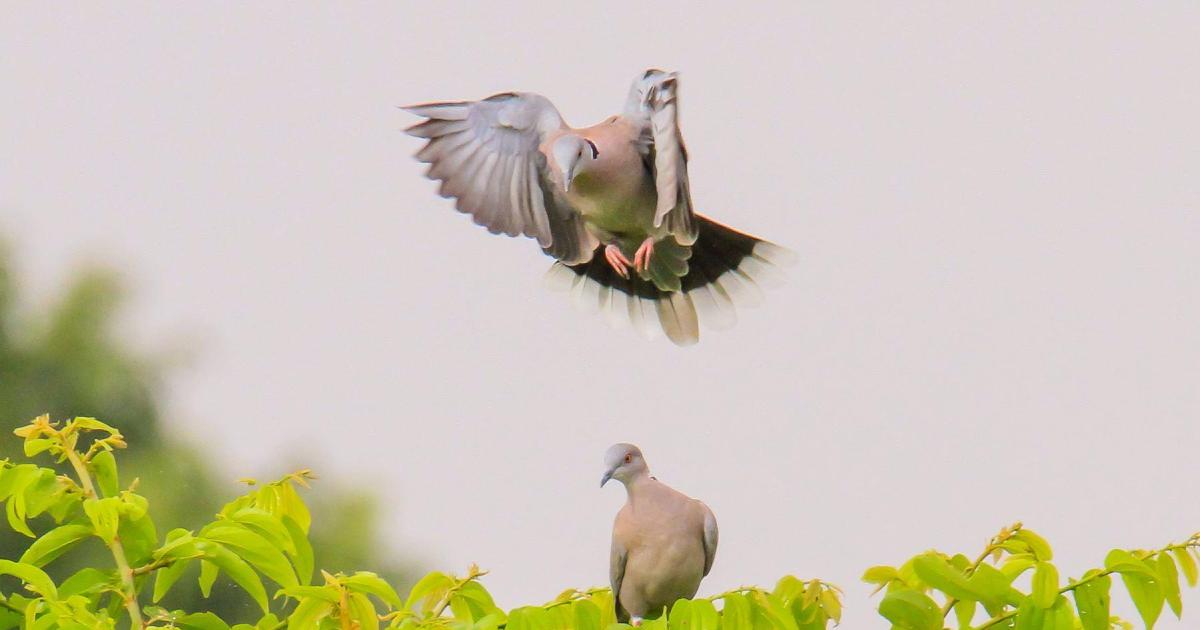Quelques Oiseaux d'Afrique de l'Ouest