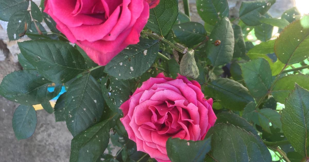 Le maître du jardin