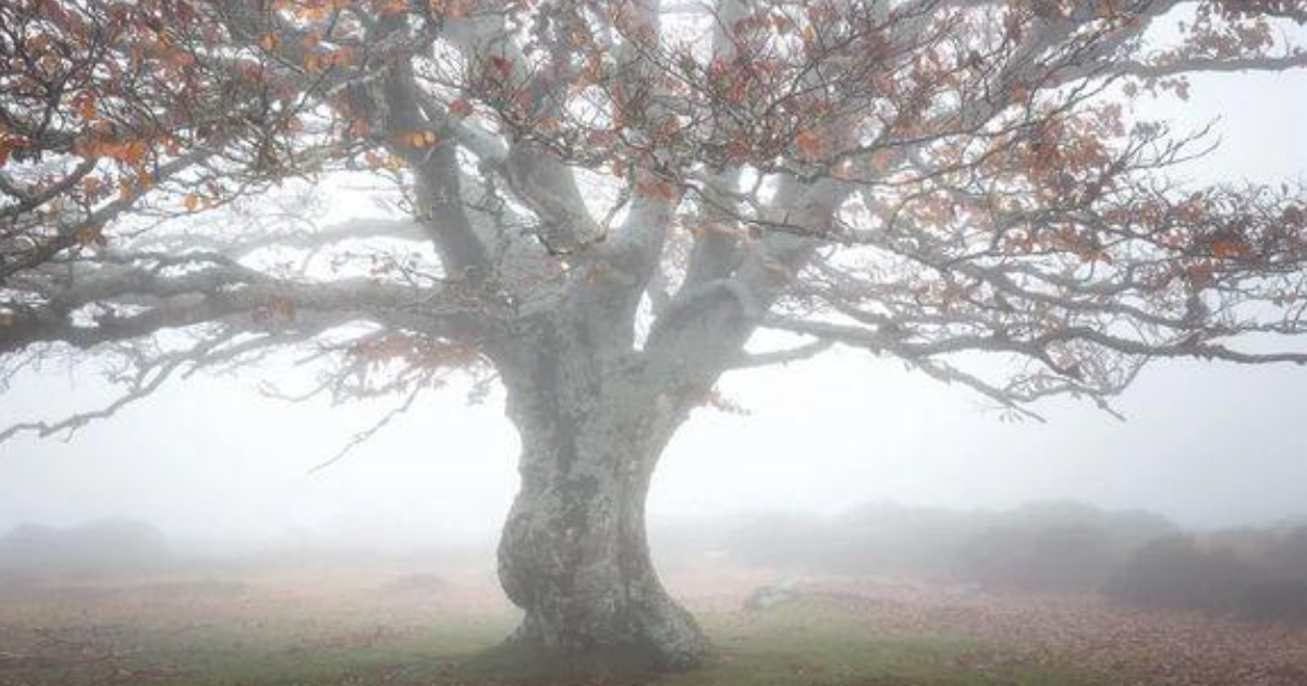 A mi-voix, à mi-corps, à mi-rien