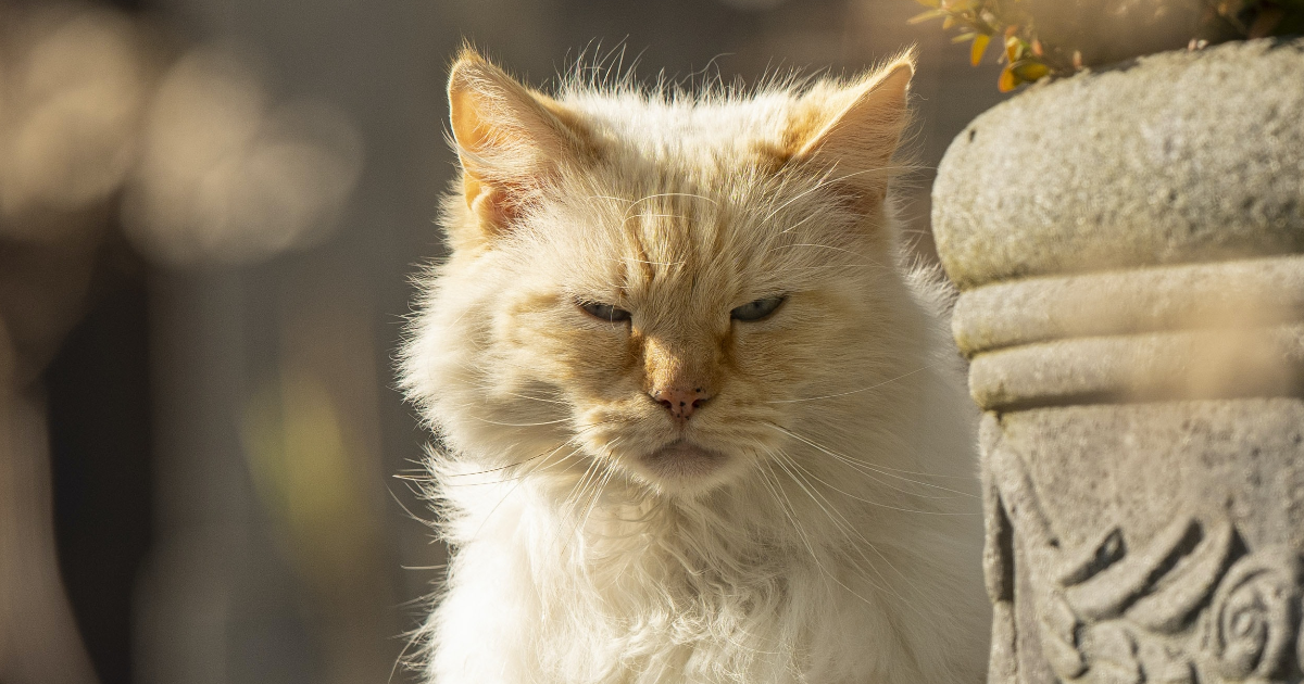 Chapitre 5/10 - Oh non, les parents !