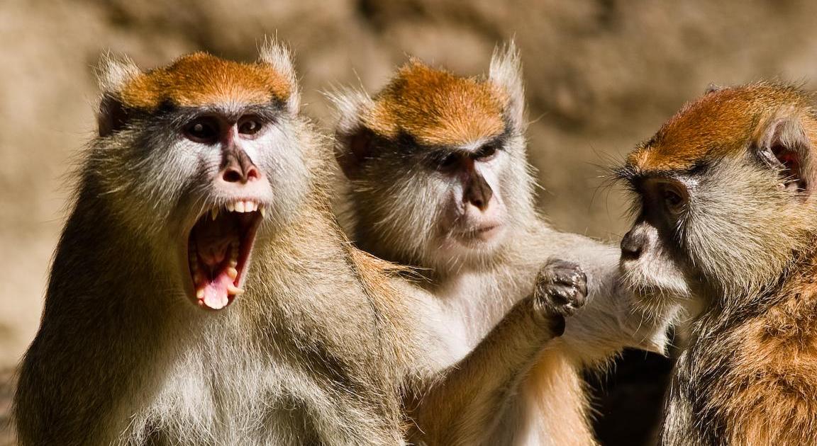 Moi, quand j'étais de mauvais poil !