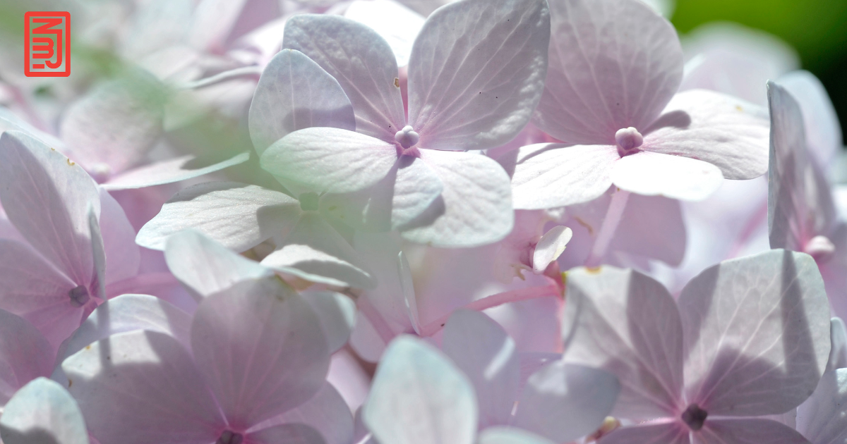 Mini expo photo 10 : L’hortensia l’été