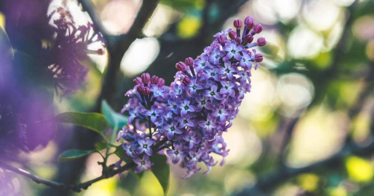 La chanson d’Alexandre.