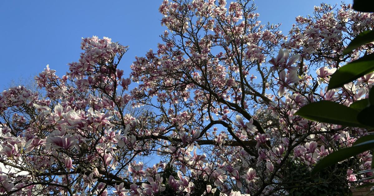 Bourgeons de confinement