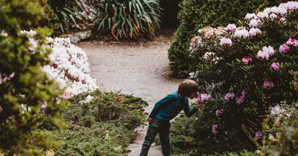 La Fleur et l'Apôtre