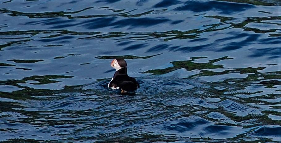 Le clan Mac Areux sur les falaises du Caithness