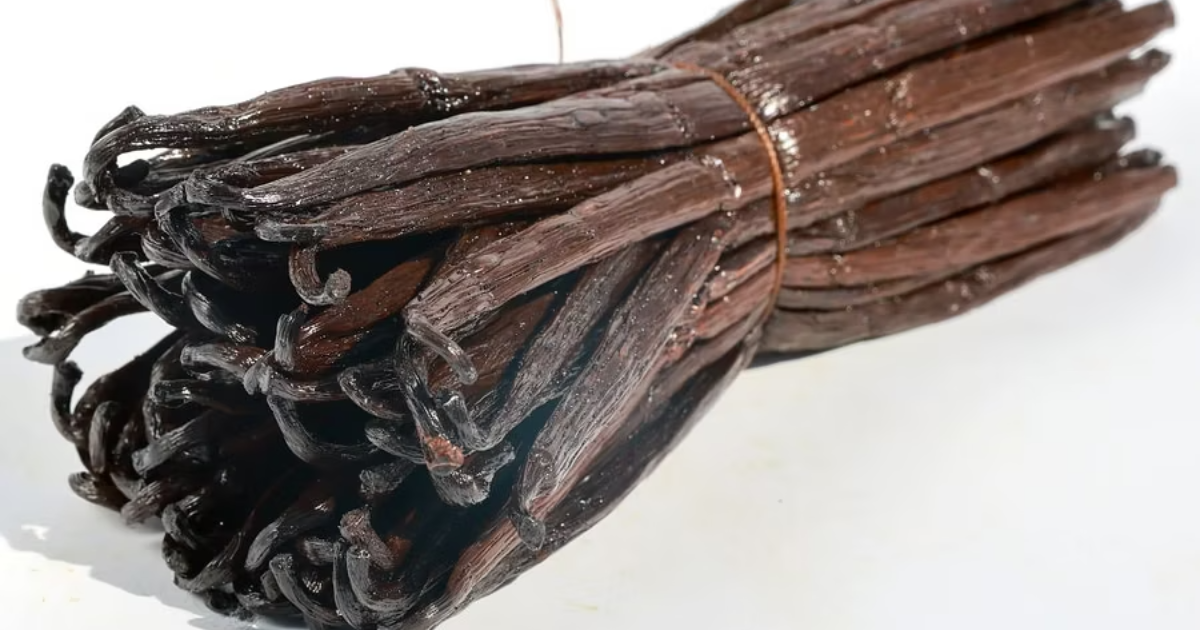 Vanille : les secrets sauvages qui pourraient sauver l'épice la plus précieuse au monde